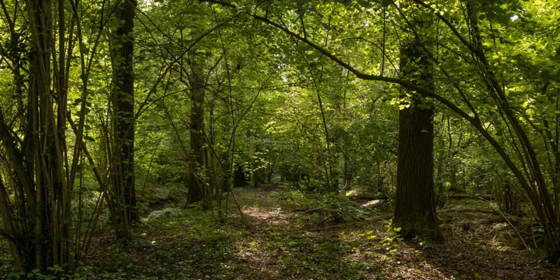 Het Groene Woud | Nieuw leembos in het Brabantse Groene Woud