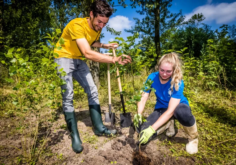 Plant een boom