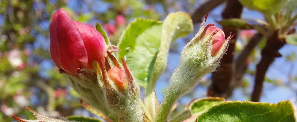 Food forest Lubosch Land | From dairy farm to food forest