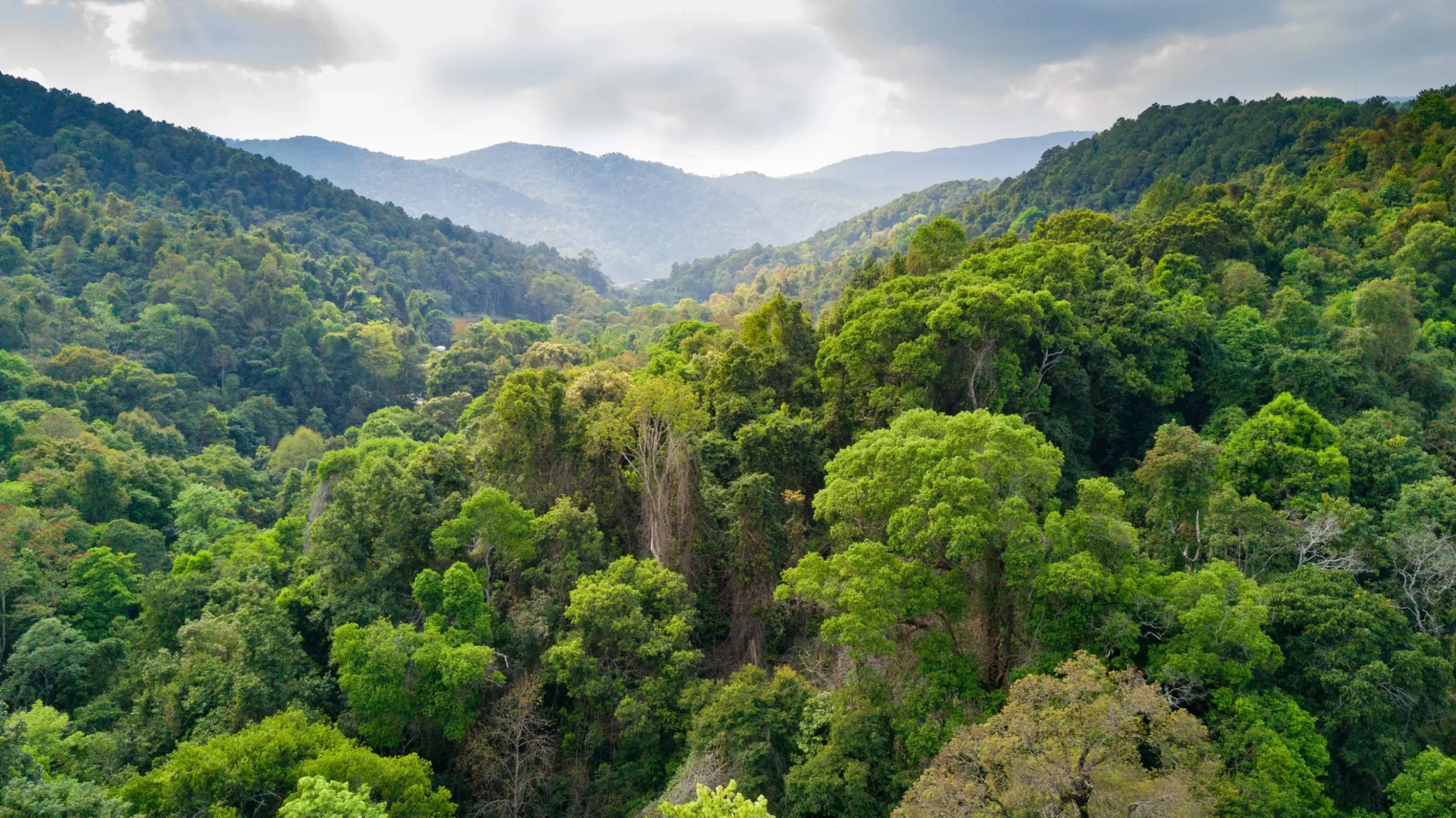 aerialviewofrainforestinthedoiinthanonnationalpark-2 Trees-for-All