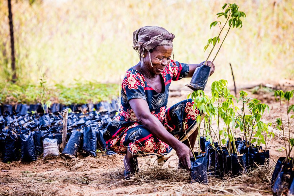 opmeer-ghana-bomen