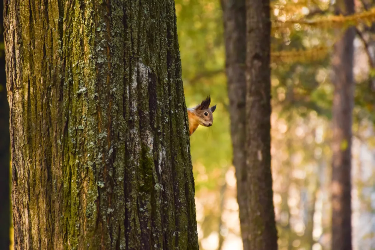 dieren-nederland-2