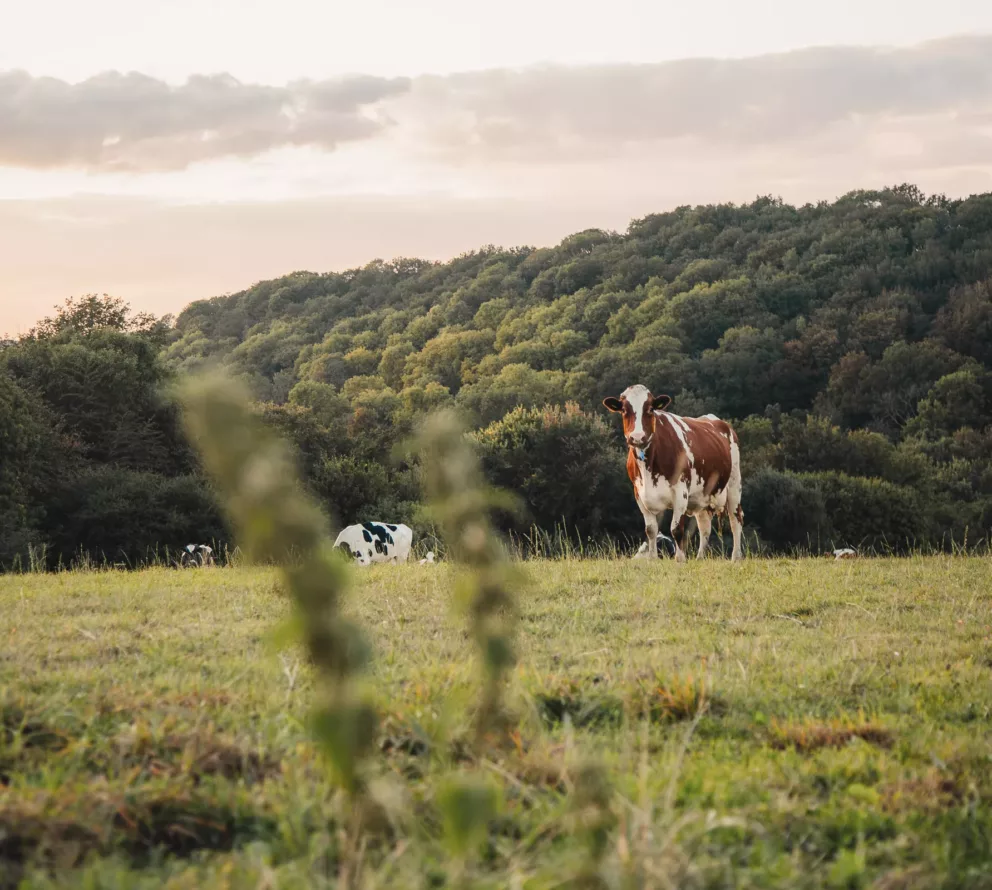 Food forest Hei 15 | From cattle farming and fruit growing to food forest