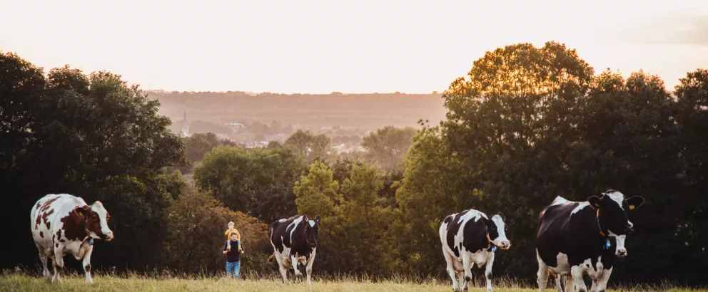 Voedselbos Hei 15 | Van veehouderij en fruitteelt naar voedselbos