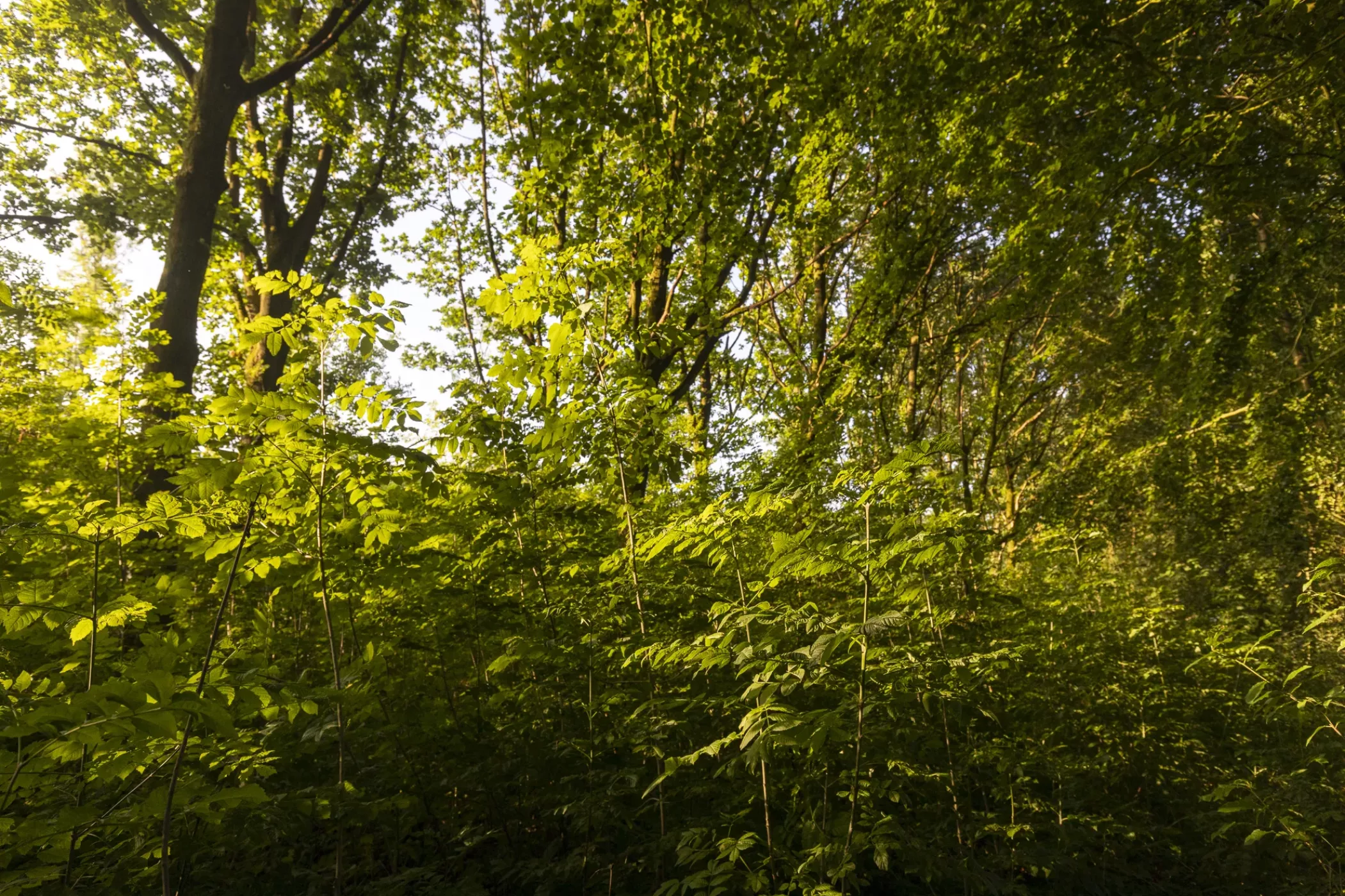 Waalse-bos-bomen