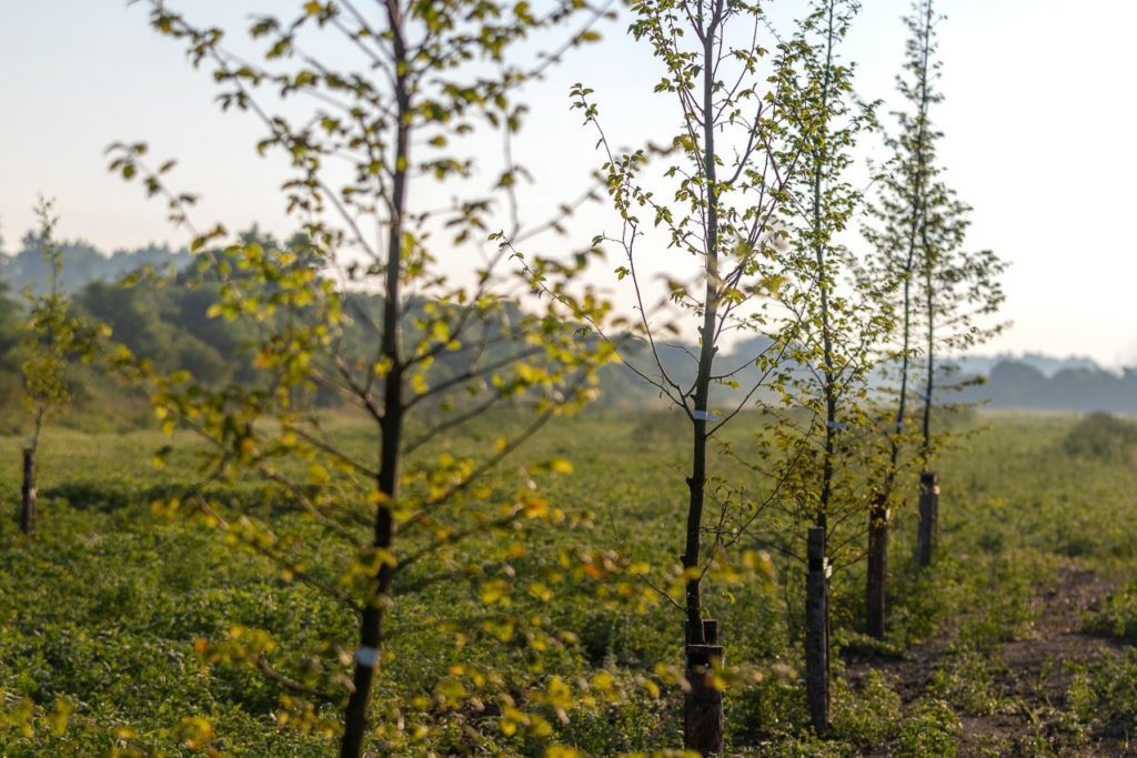 hollandse-hout-jonge-bomen