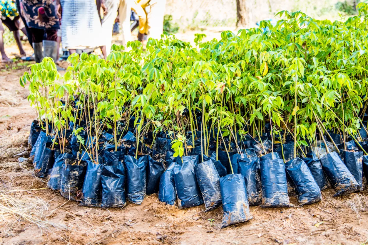 ghana-seedlings-kapok