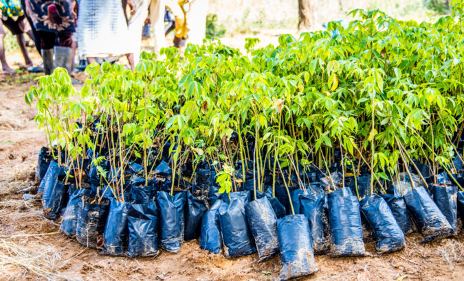 How do we ensure high-quality and sustainable reforestation?