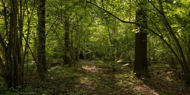 Het Groene Woud | New loam forest in Het Groene Woud