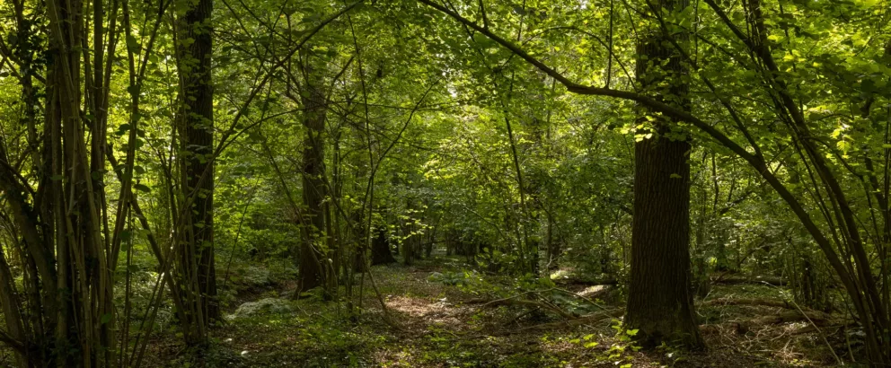 Het Groene Woud | New loam forest in Het Groene Woud