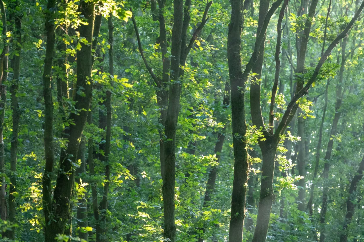 Waalse-bos-bomen