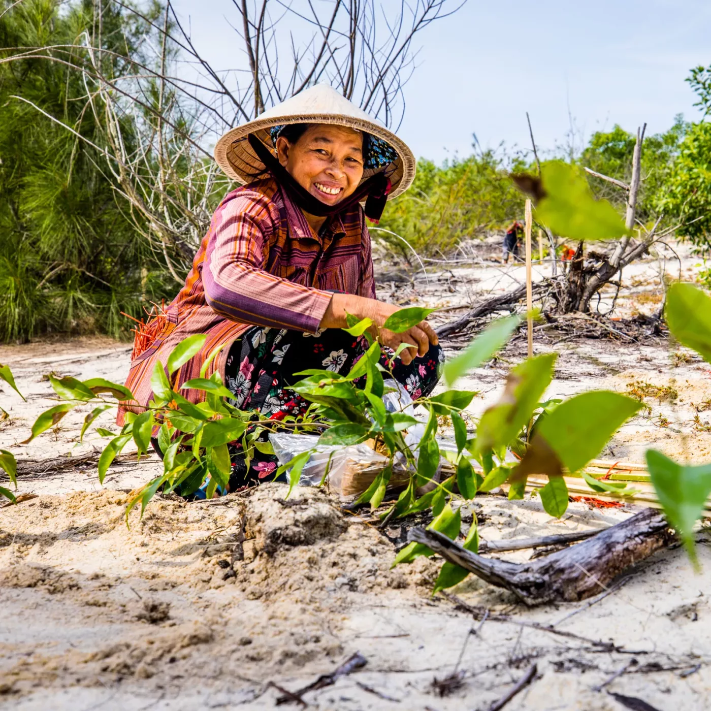 bomen-planten-vietnam