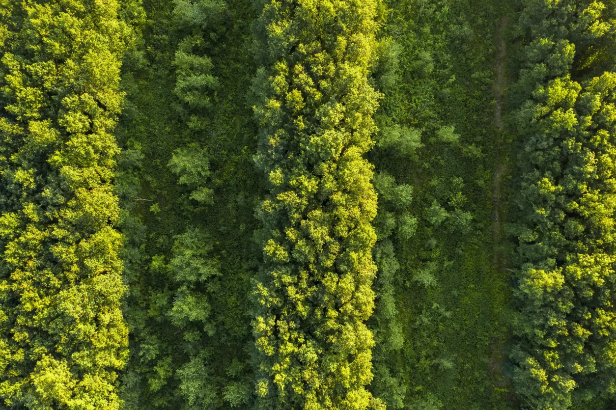 Waalse-bos-luchtfoto-strook