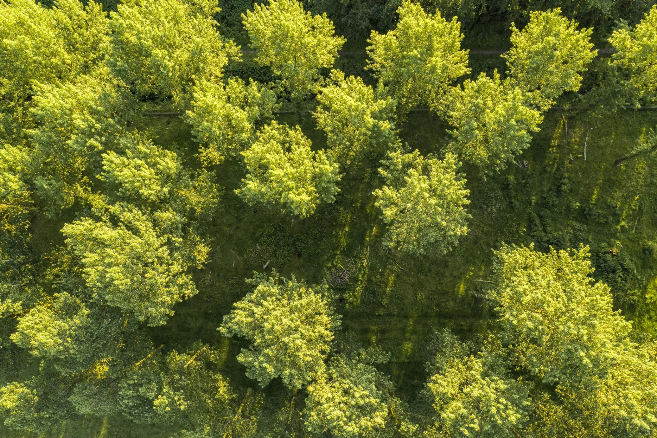 waalse-bos-c-trees-for-all-2-2-2