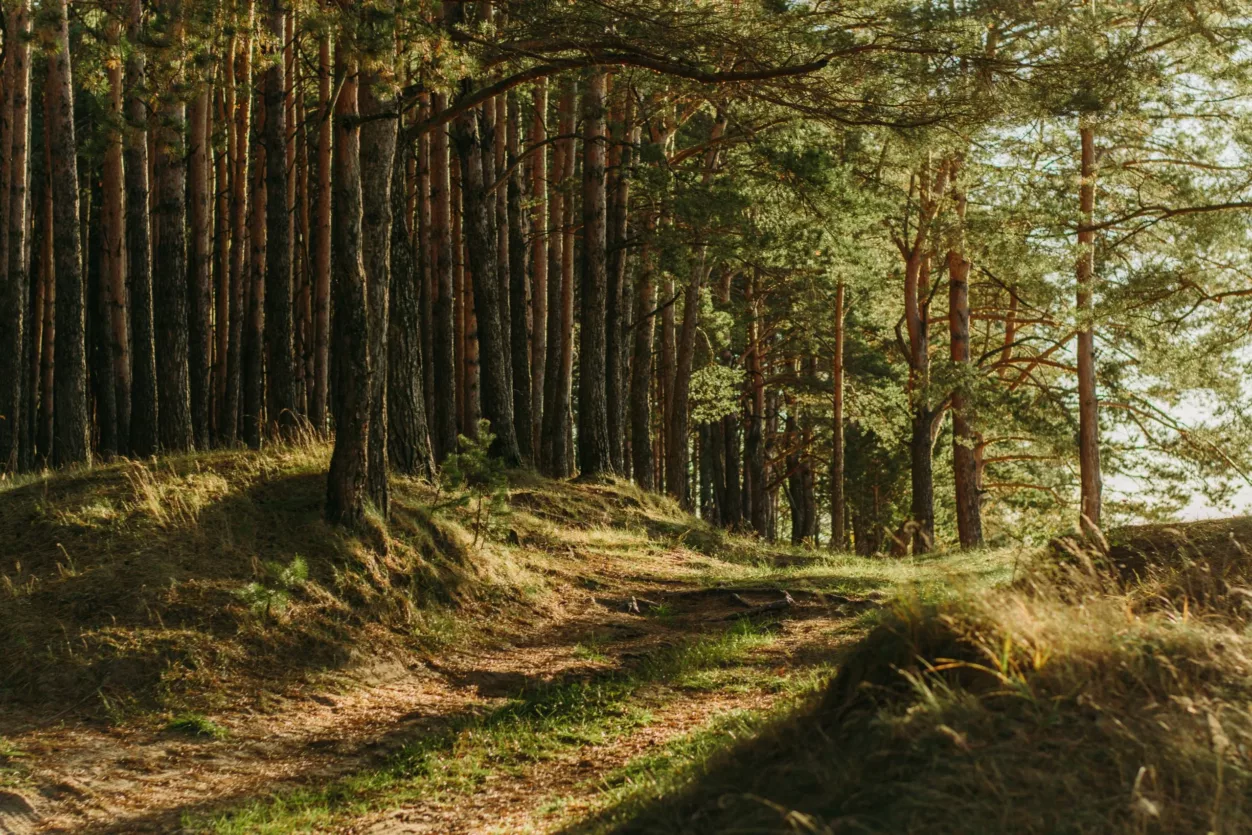 Irina-Iriser-forest