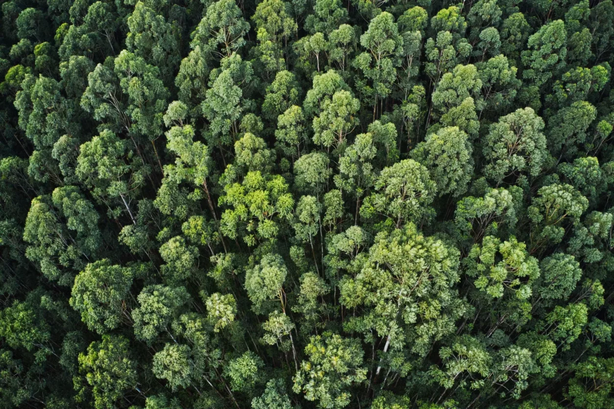 Bos bomen