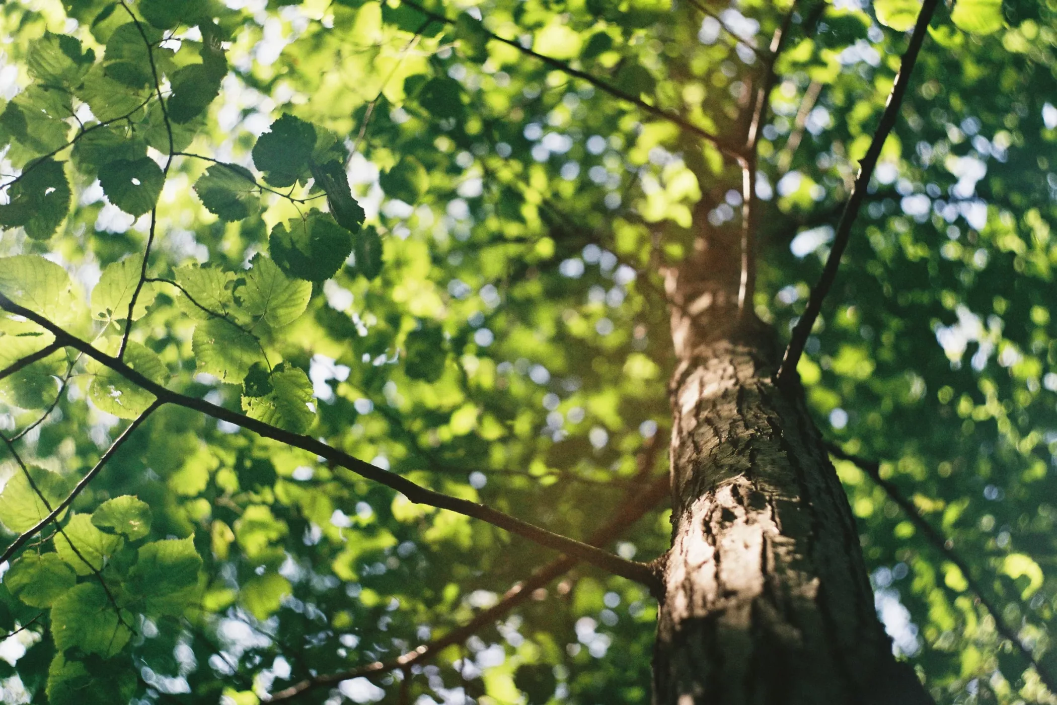 david-vig-tree-2