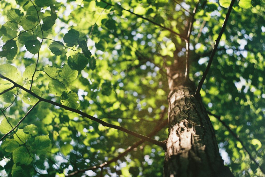 bomen-verkoeling