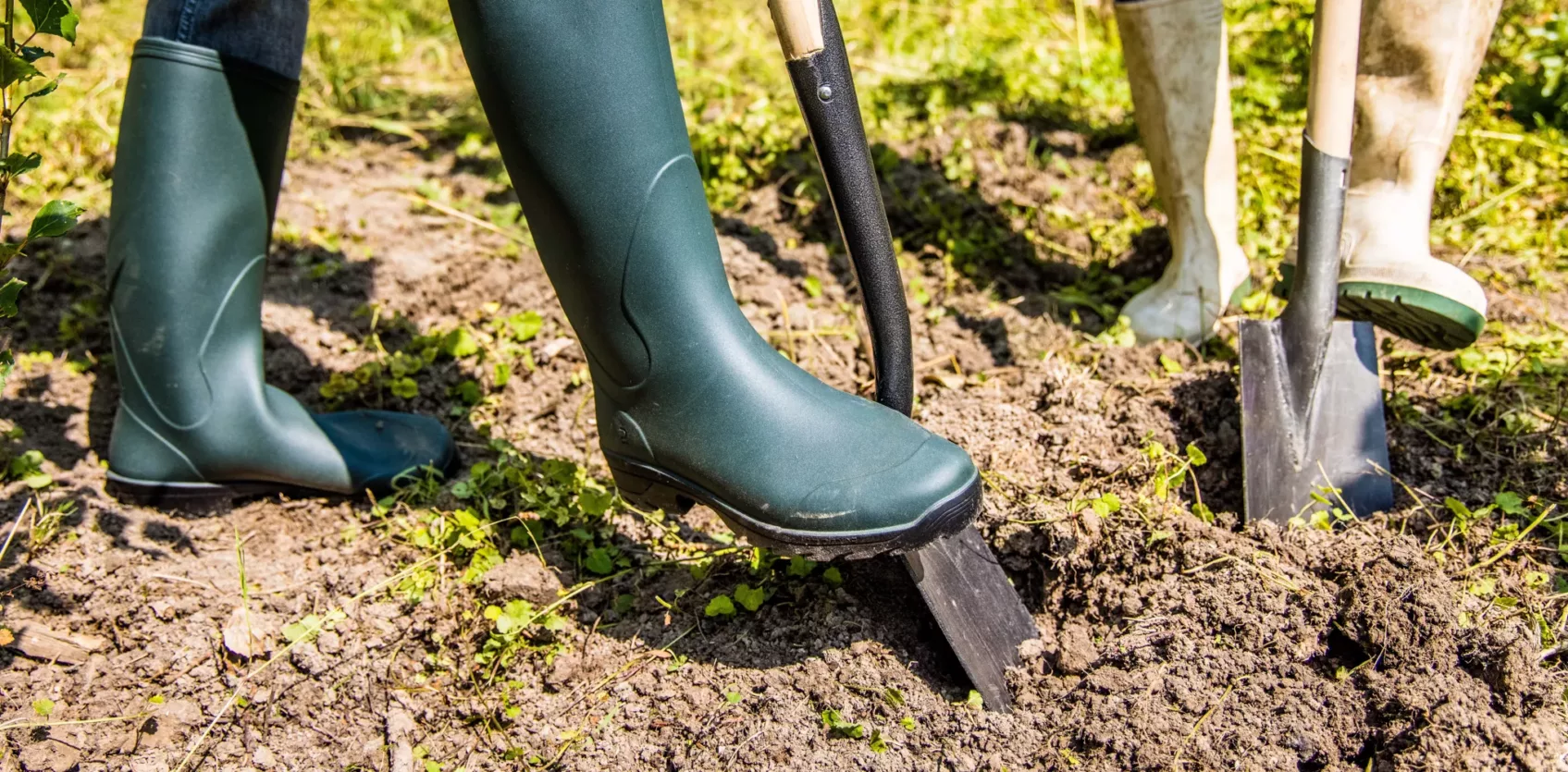 Boom-planten-zakelijk