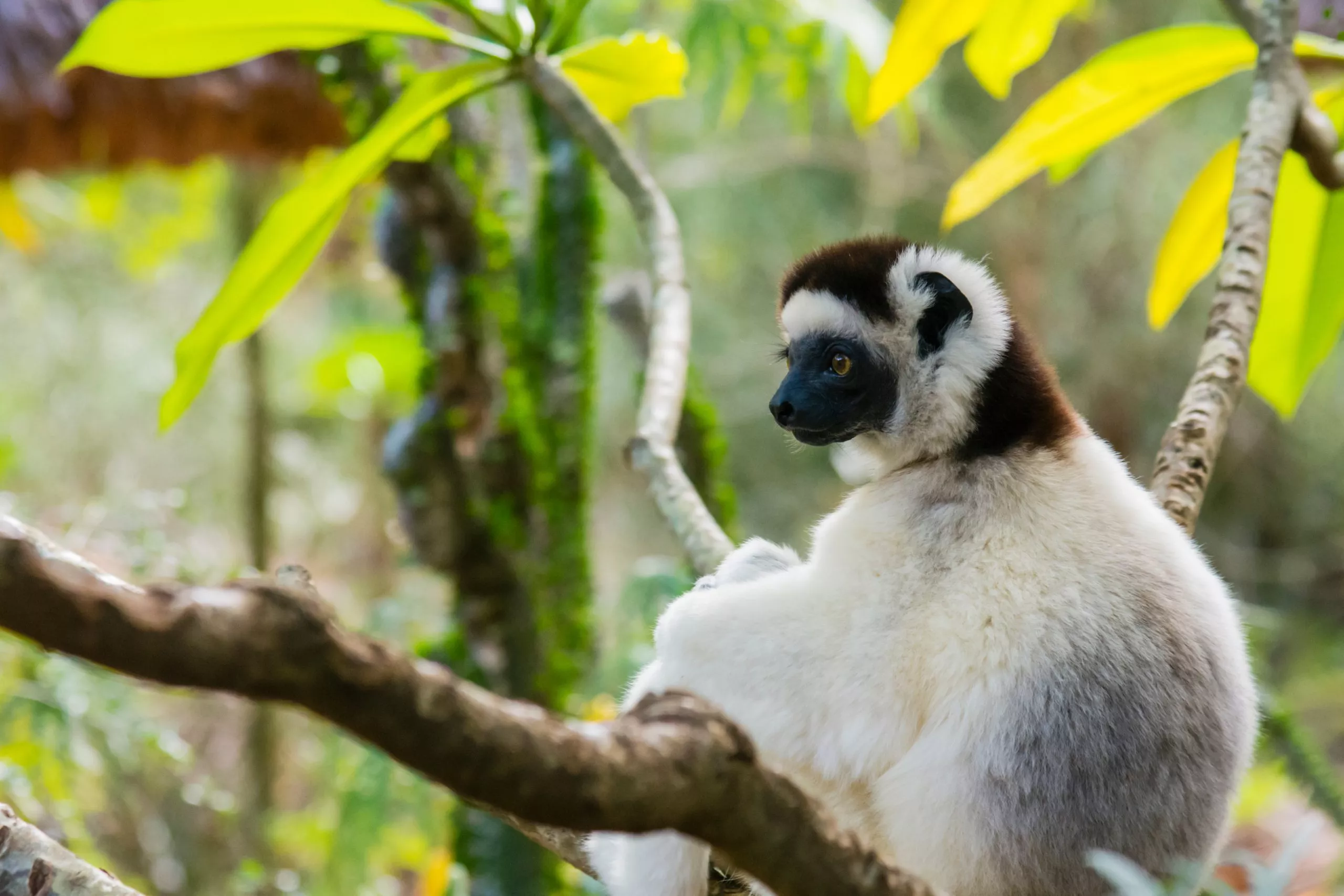 sifaka-madagaskar