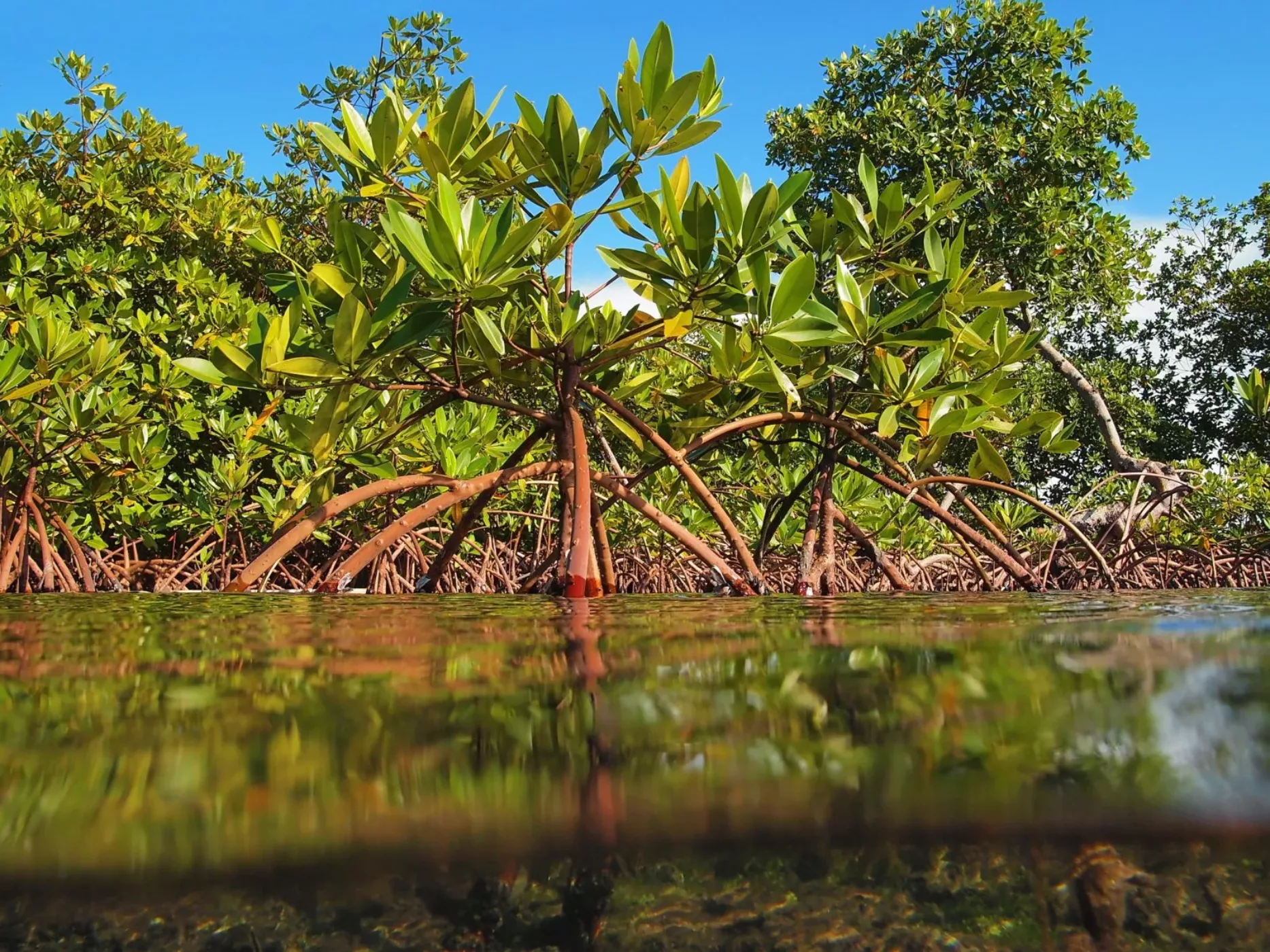 mangrove