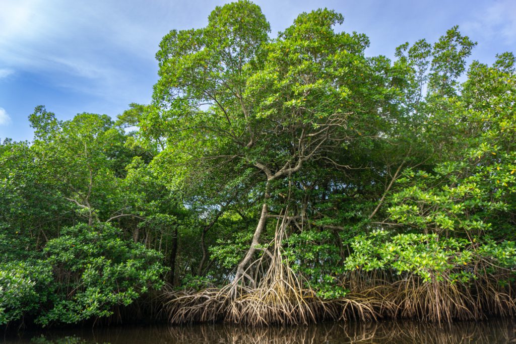 mangrovebos-los-tuxtlas