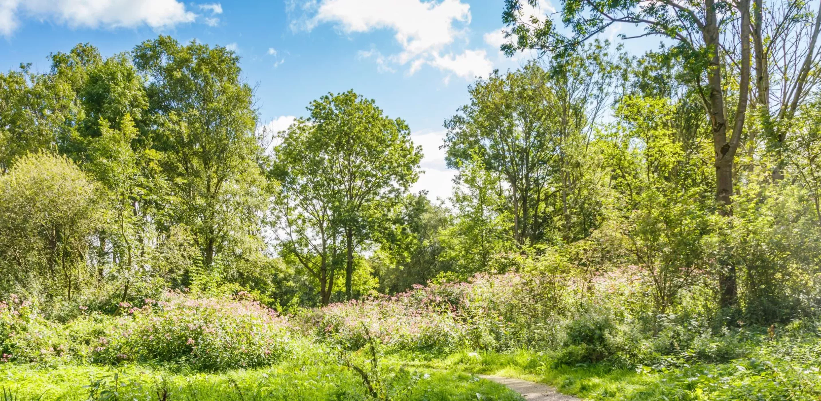 nederlands-bos
