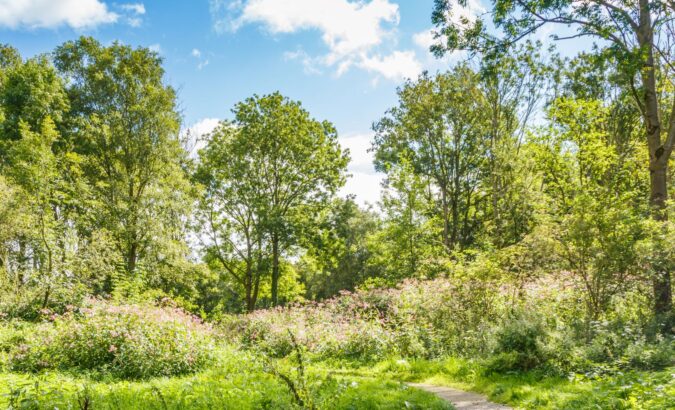 5 bosrijke vakantiebestemmingen dicht bij huis