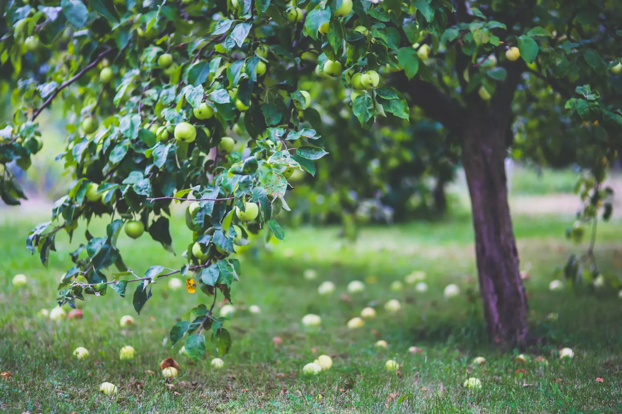 appelboom