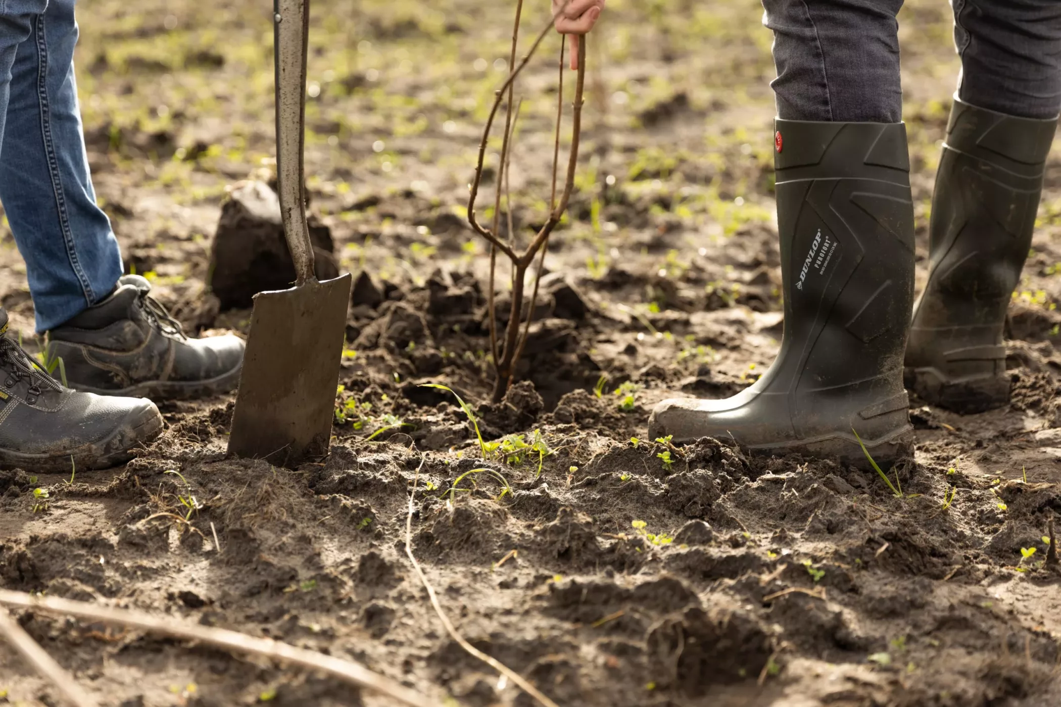 275a1122 Bomen planten Noord-Brabant
