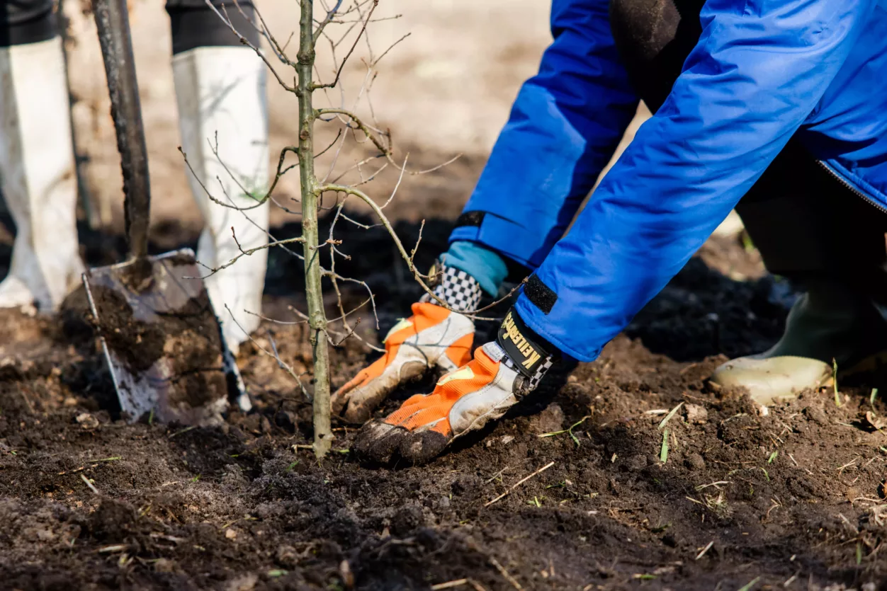 bomen planten