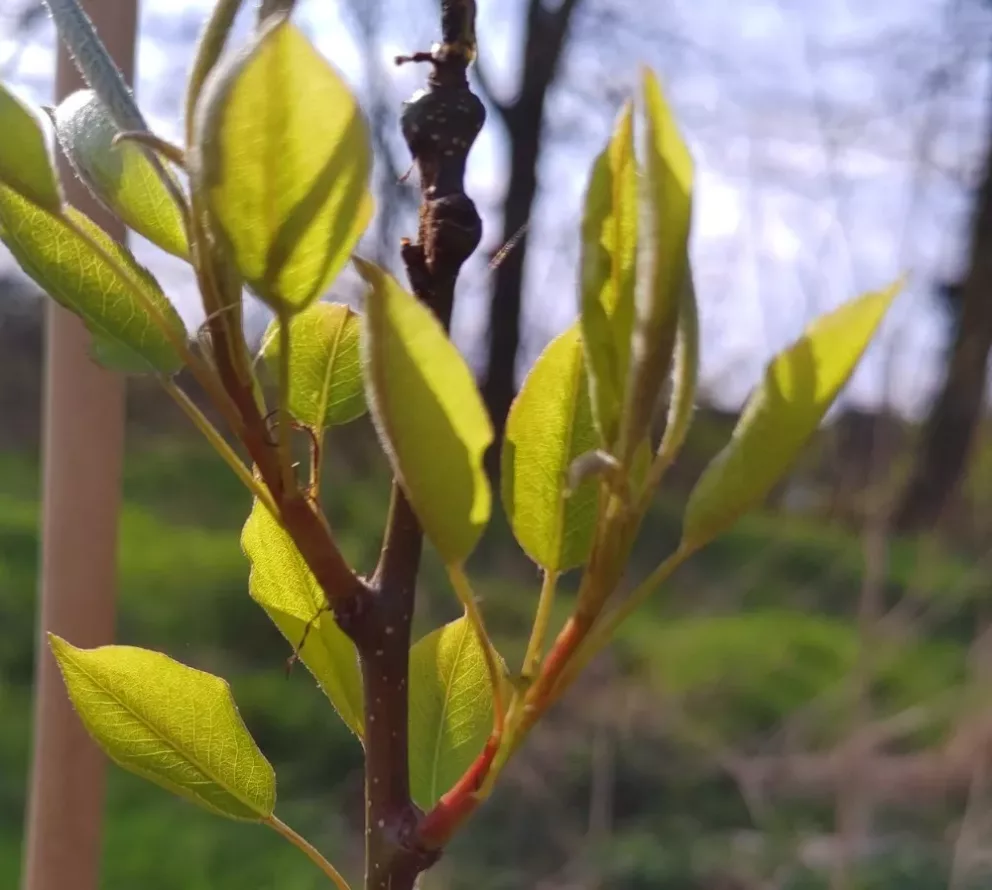 Food forest Baarle-Nassau | From meadow for cattle to food forest for education