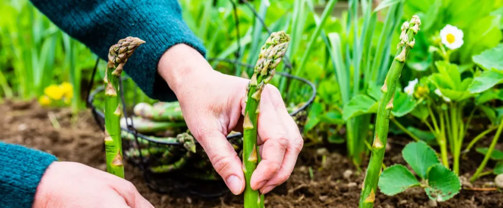 Voedselbos Lust en Last | Van voormalige akker naar een natuurvriendelijk voedselbos