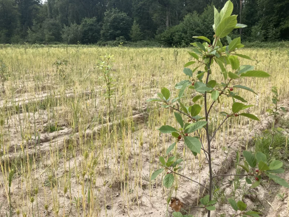 Aanplant Limburg