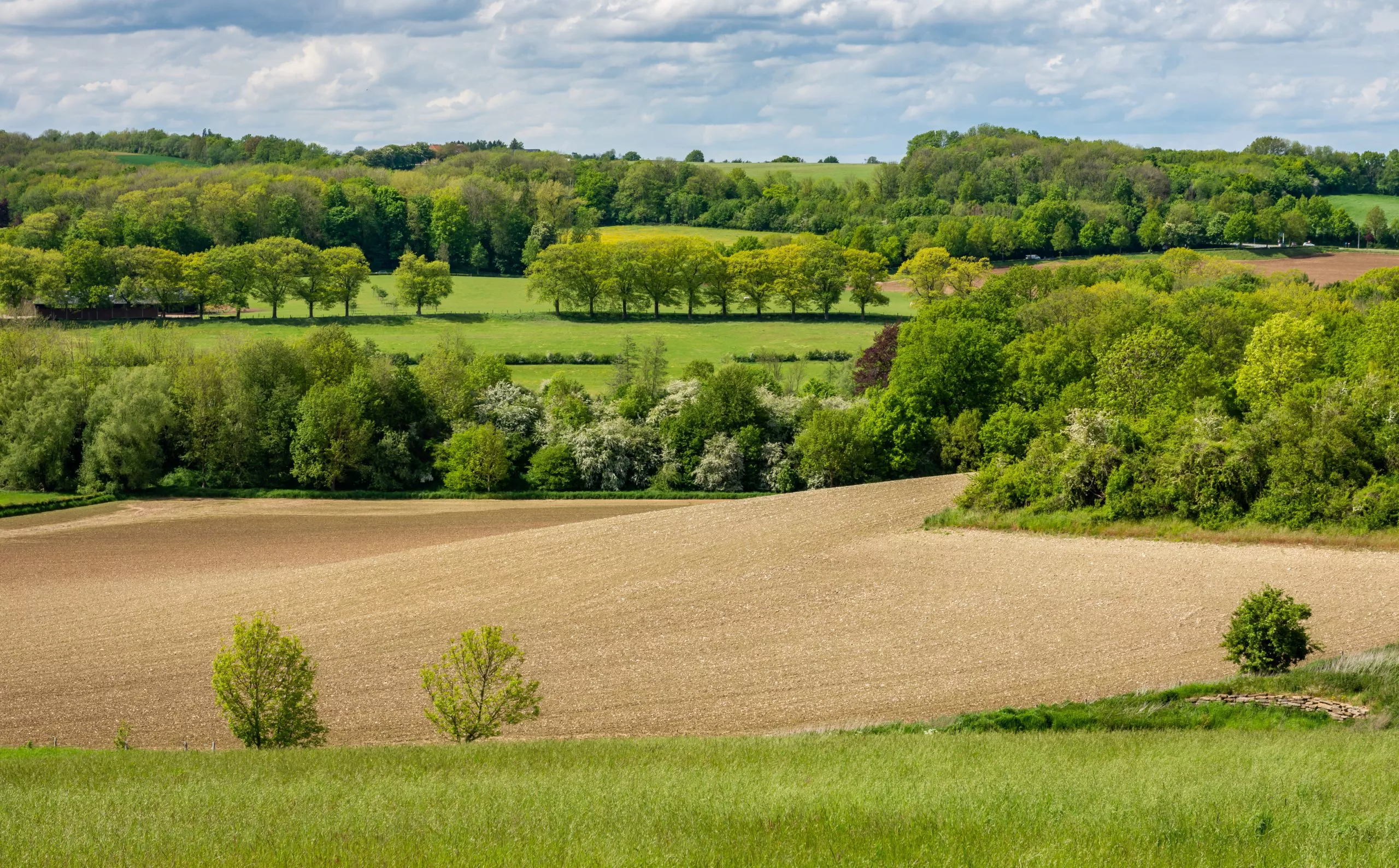 Greening the countryside | Planting trees and shrubs 