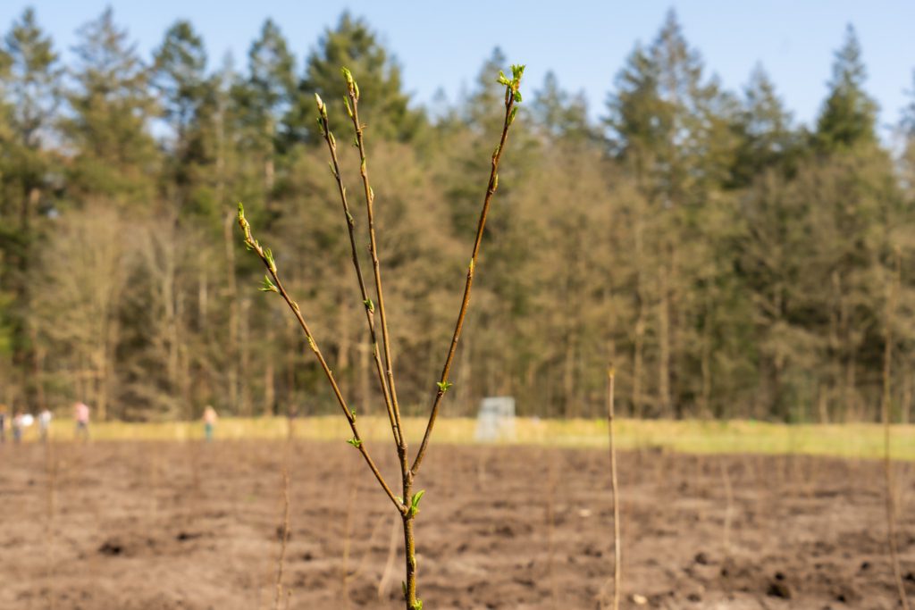 Aanplant Drenthe