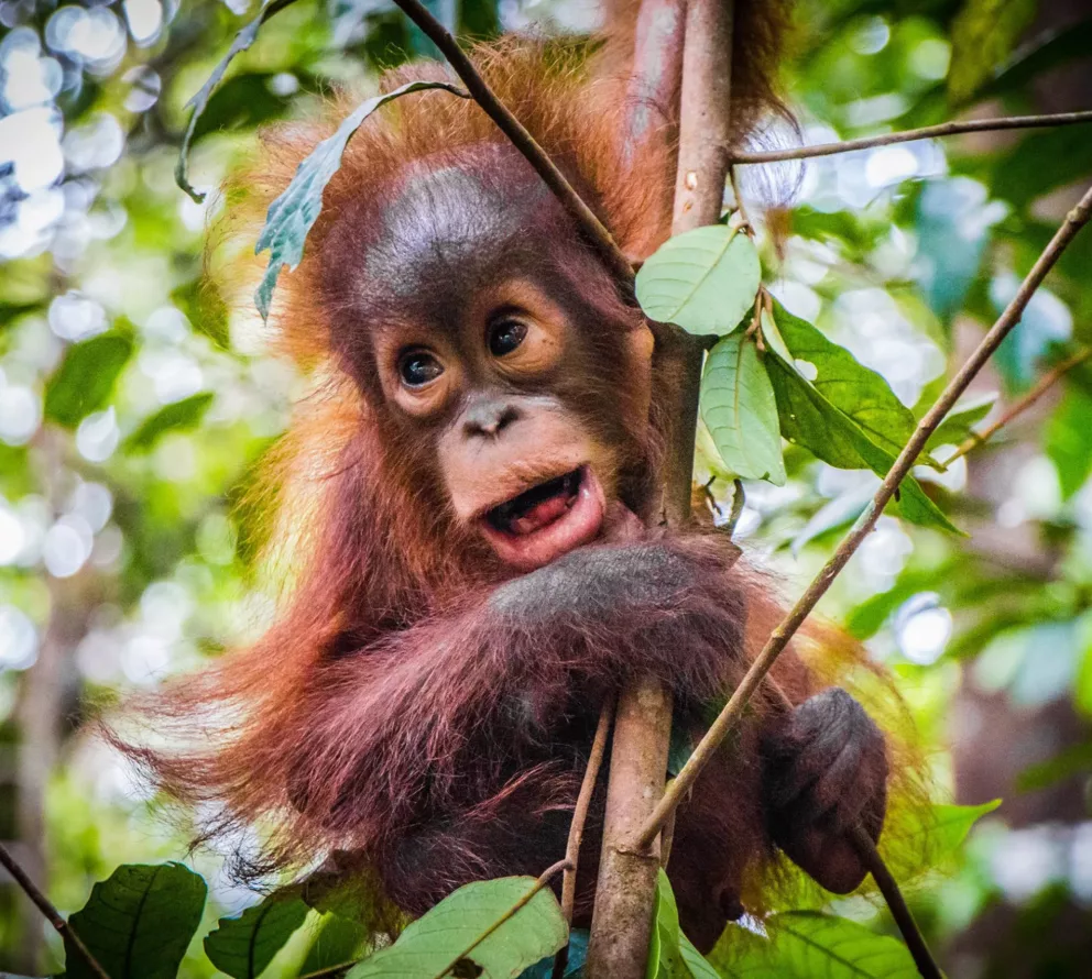 Borneo | Restoring tropical forest and habitat of the orangutan