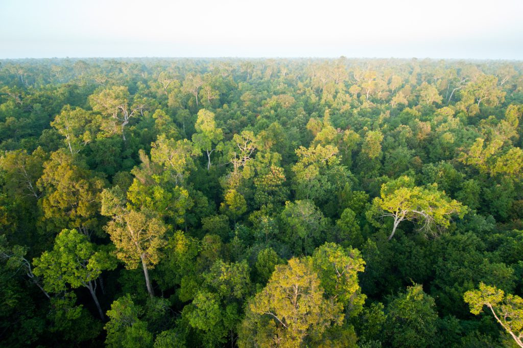 sebangau-borneo-forest-bnf