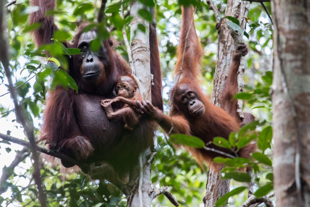 borneo-orang-oetan-bnf-btns