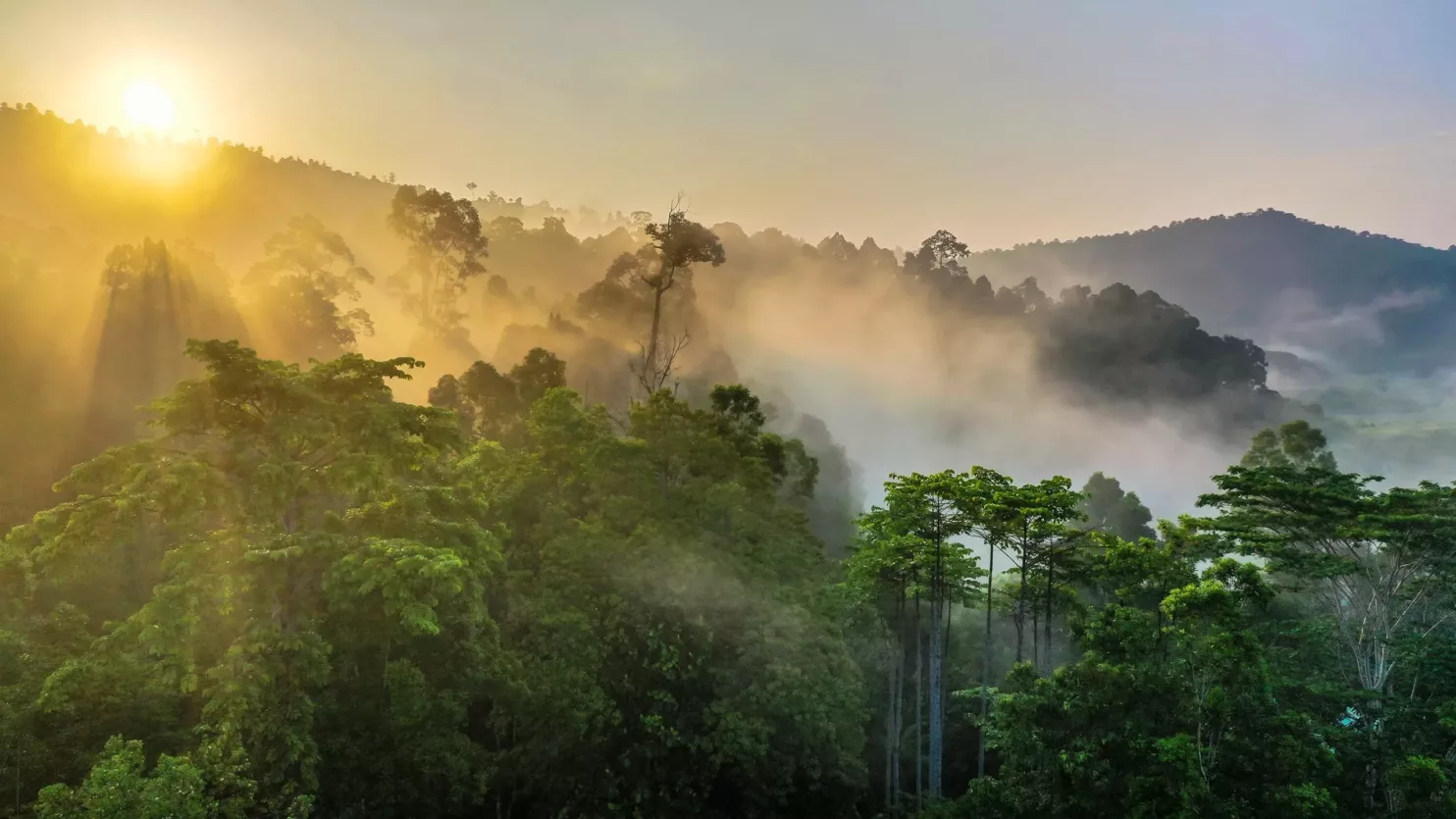 regenwoud-borneo