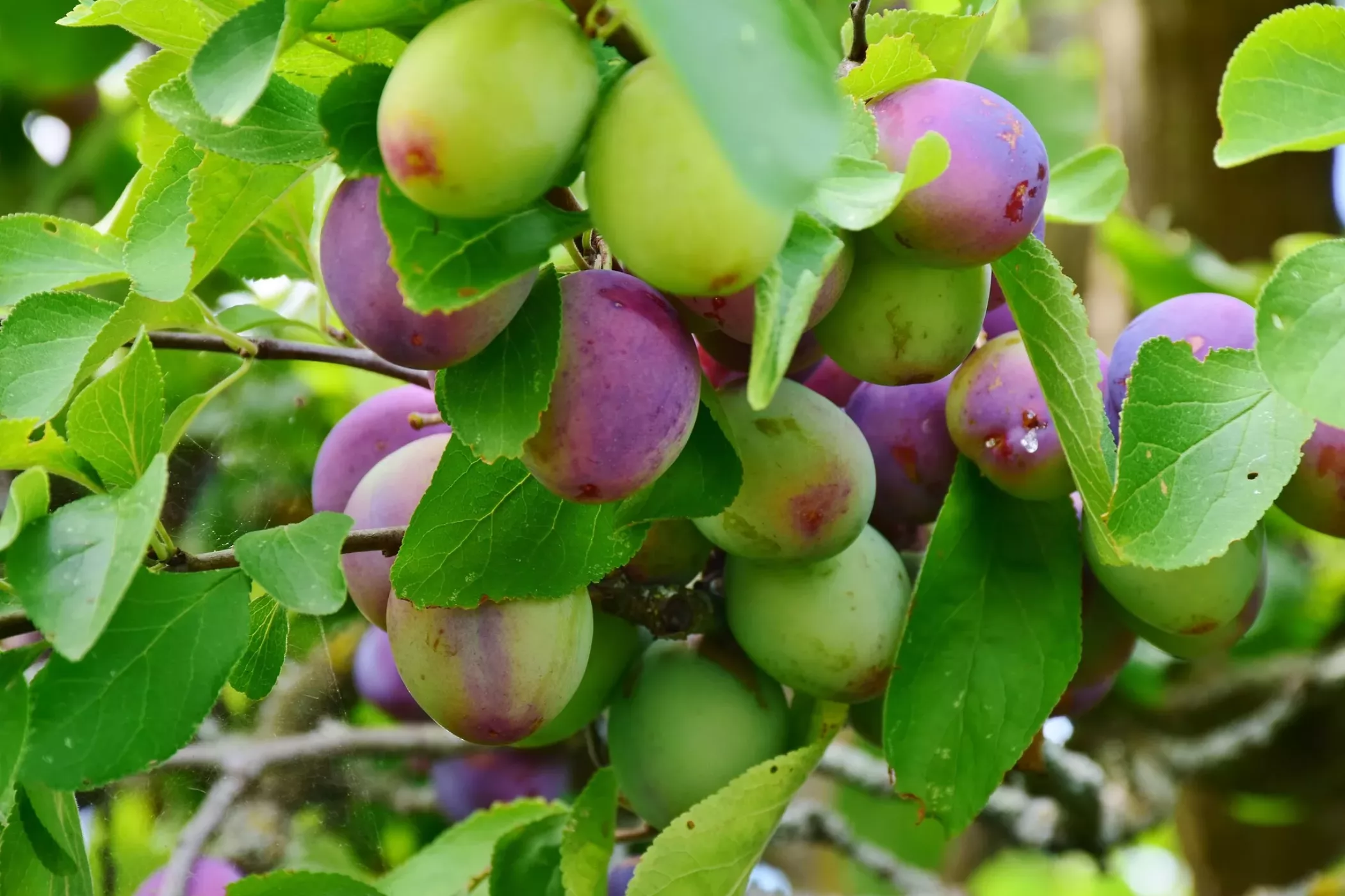 pruimenboom