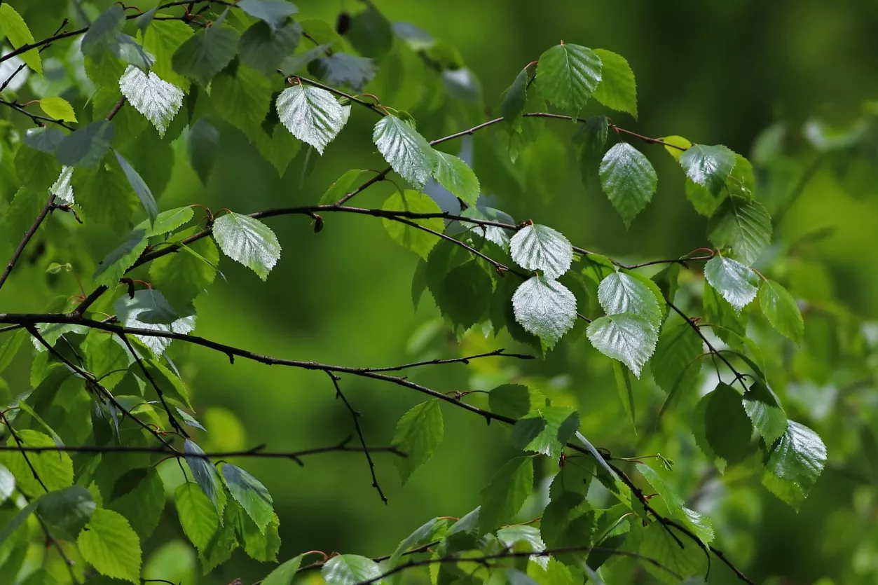 zachte-berk-blad