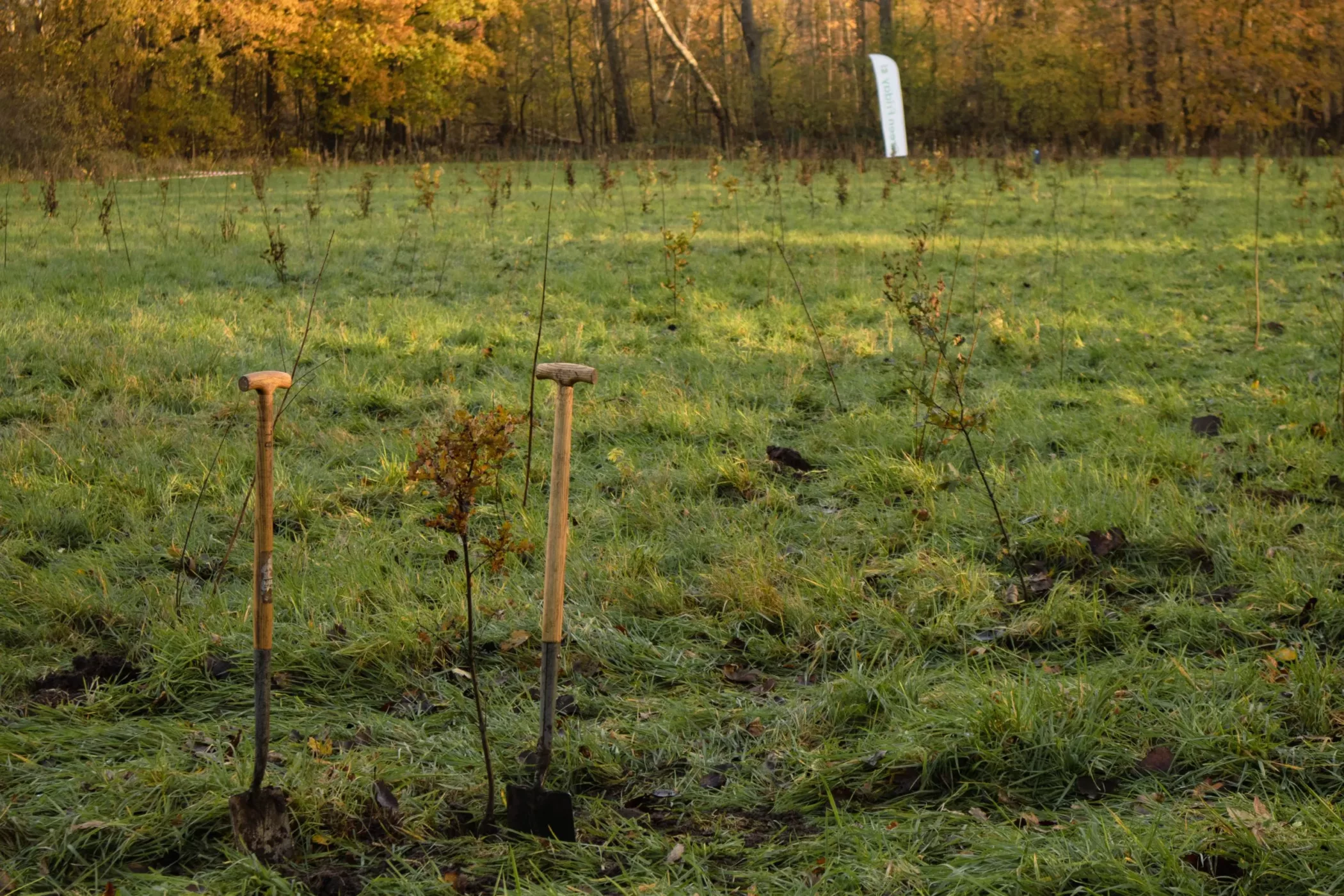 green-friday-forest-event-103
