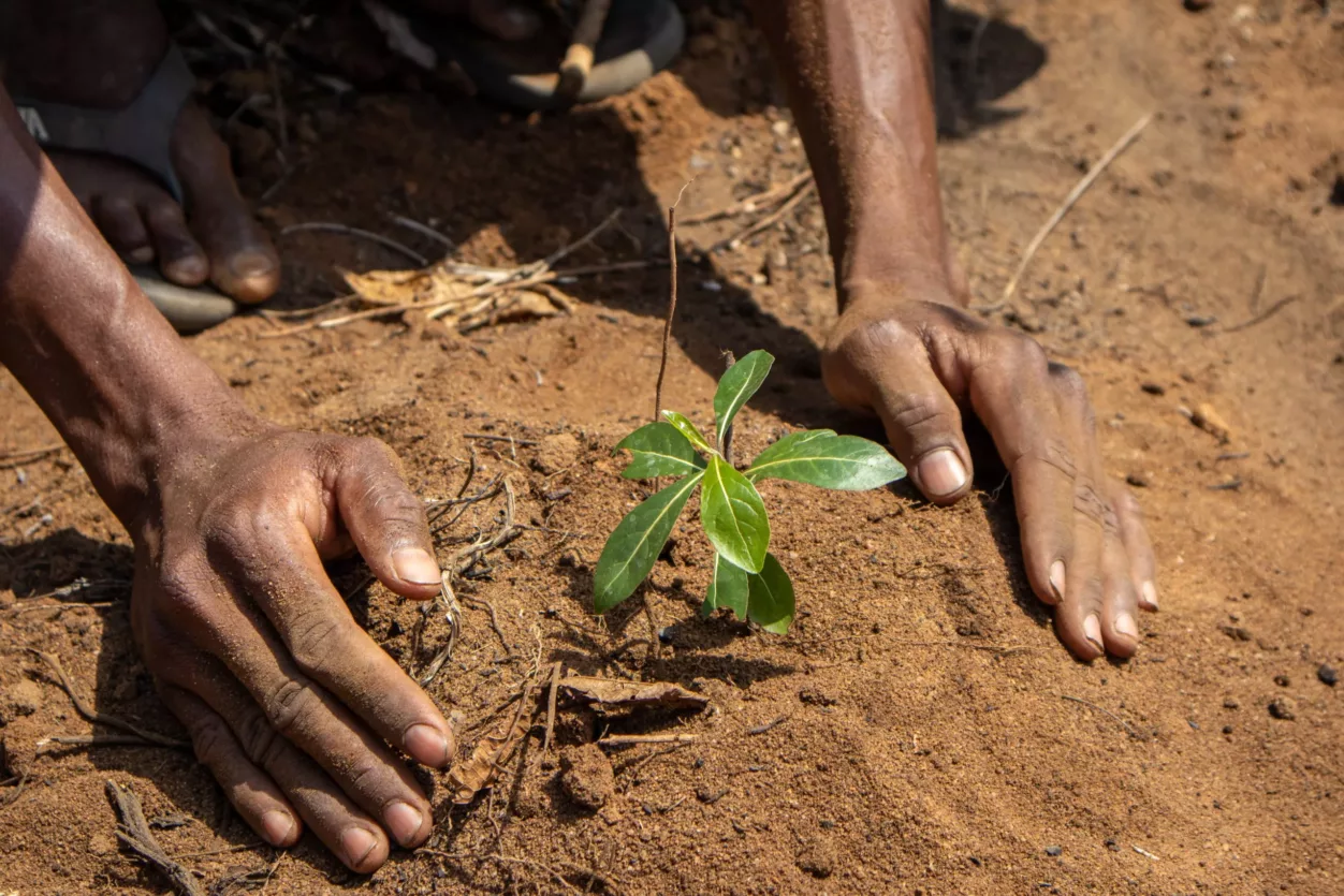 madagaskar-bomen-planten