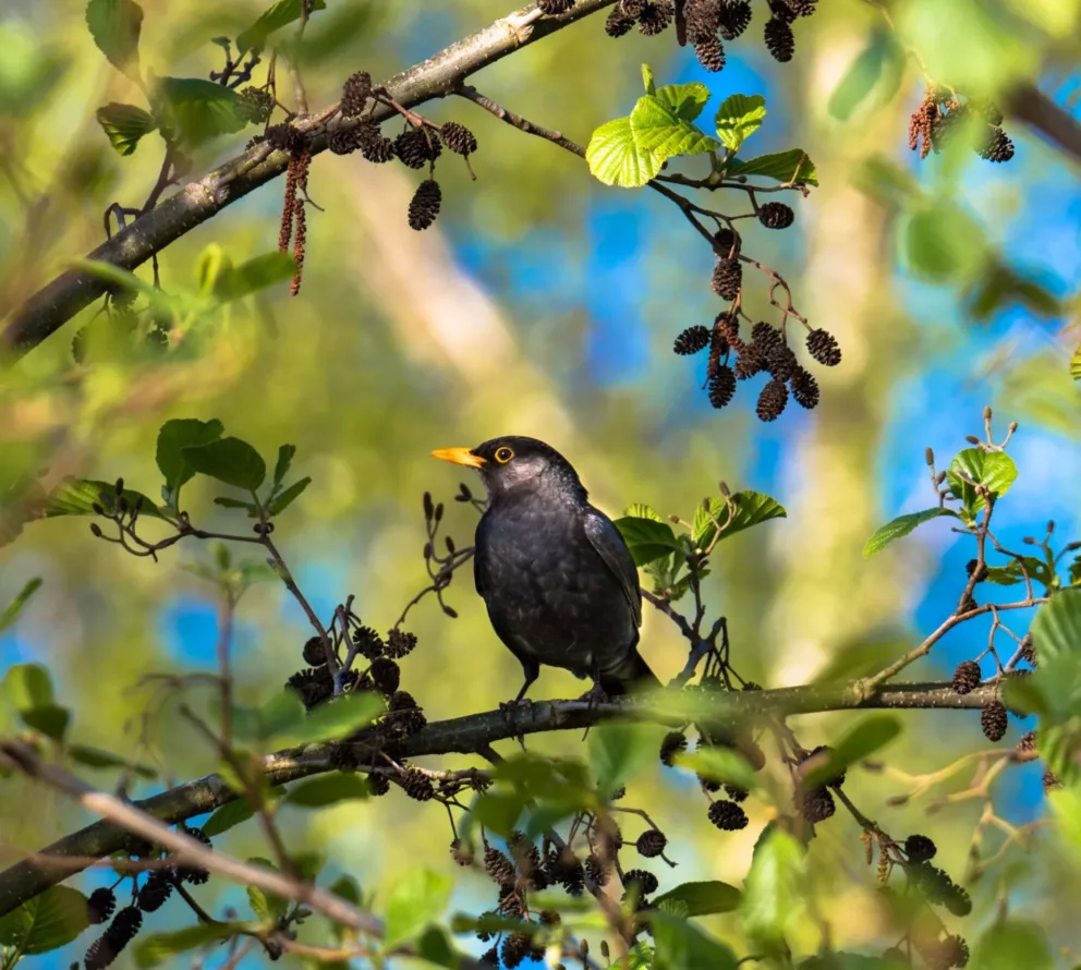 Landschapselementen Brabant | Samenwerken aan een natuurrijker Brabant