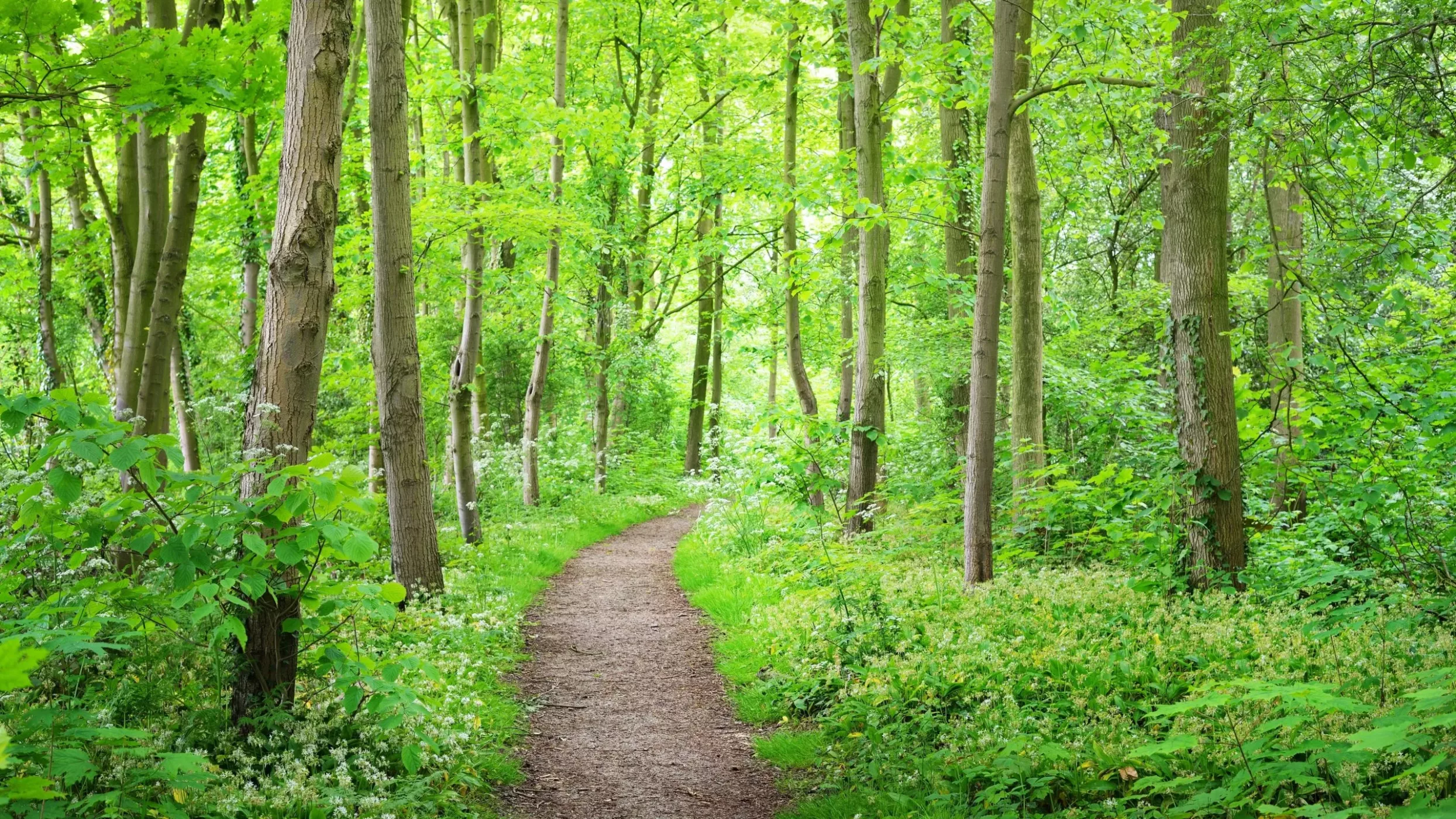 walkwayinstochemhoeveforestparkinthenetherlands nederlands-bos