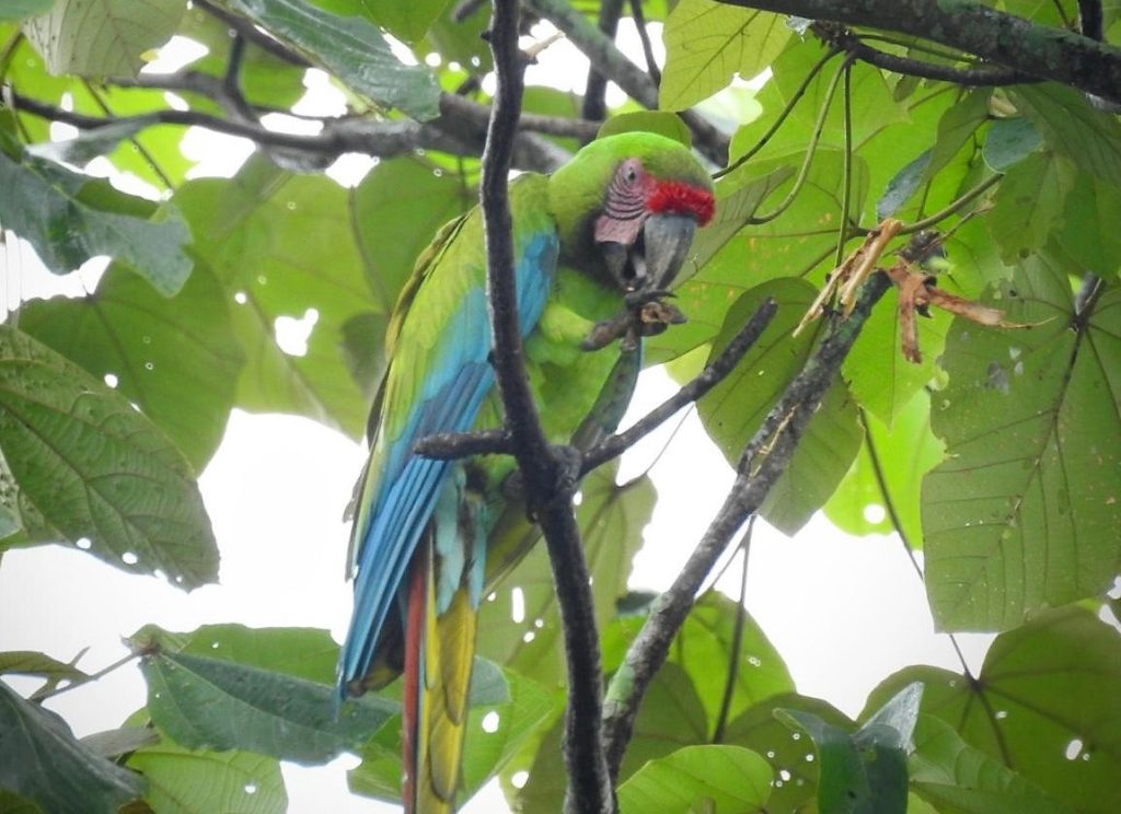 buffons-ara-costa-rica