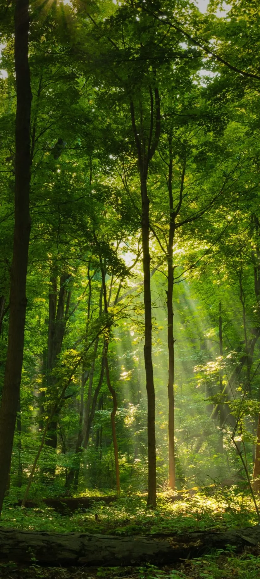 lightshiningdowninnature-5