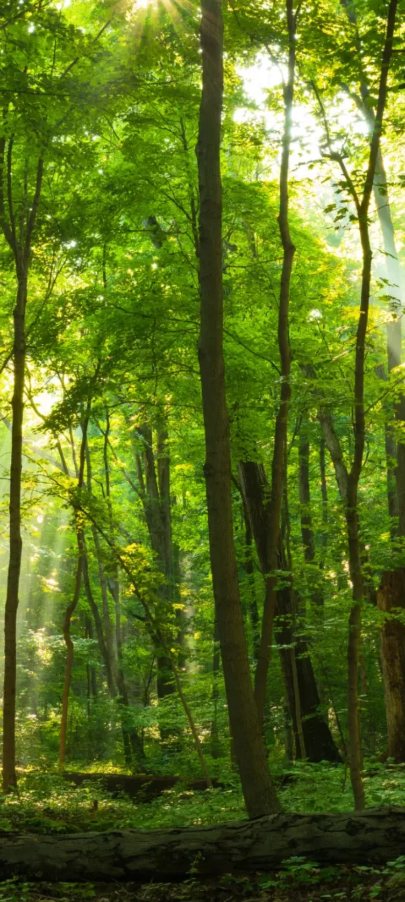 lightshiningdowninnature