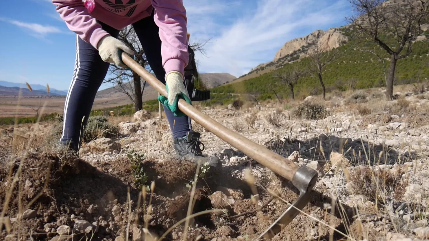 alvelal-spain-tree-planting